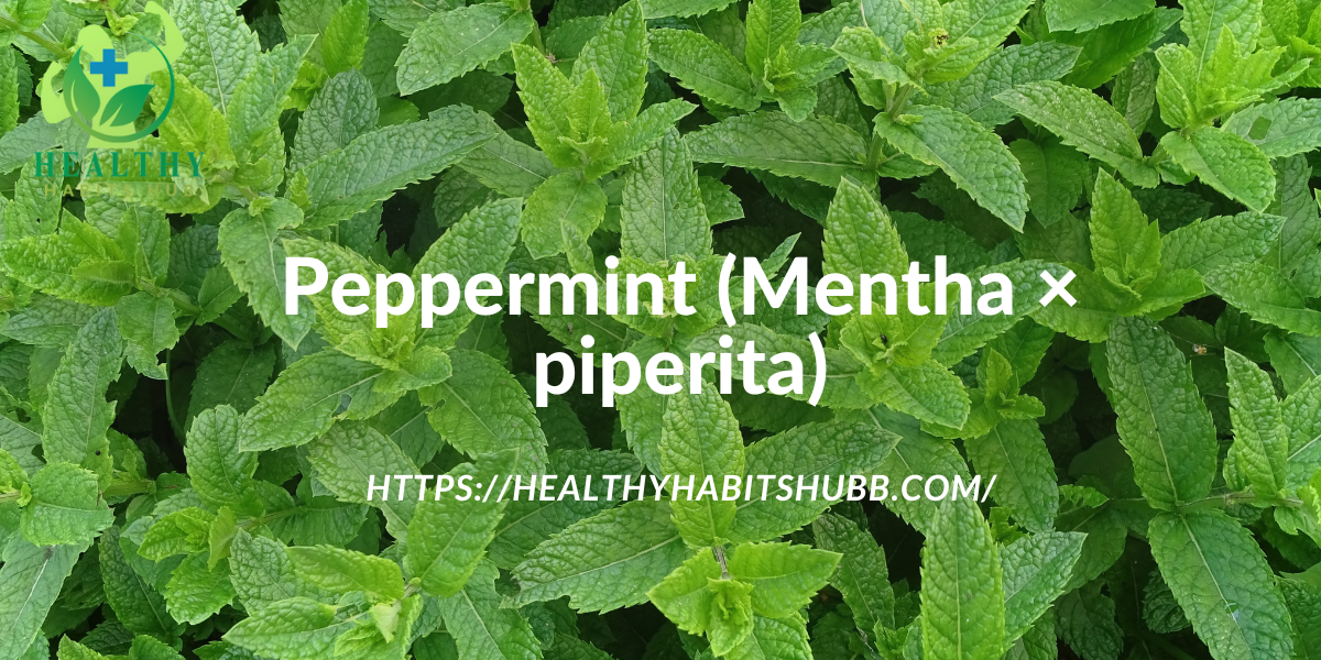 Peppermint (Mentha × piperita)
