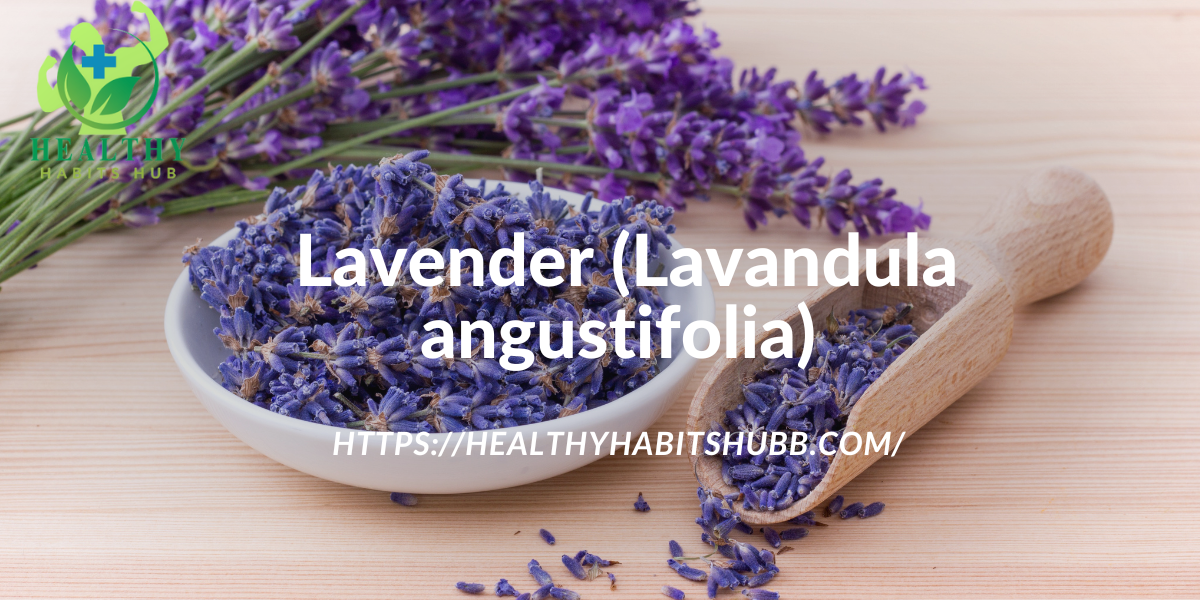 Lavender (Lavandula angustifolia)
