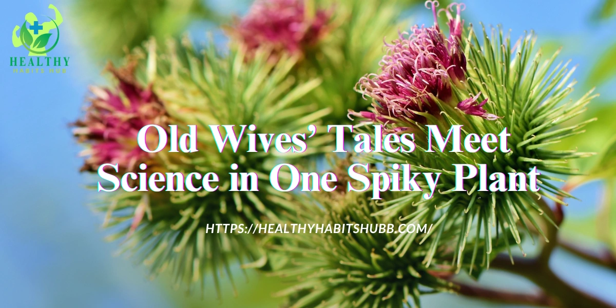  Old Wives’ Tales Meet Science in One Spiky Plant